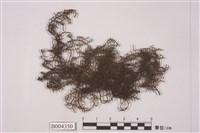 藏品(歐耳葉蘚)的圖片